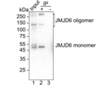 JMJD6 Antibody in Immunoprecipitation (IP)