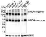 JMJD6 Antibody in Western Blot (WB)