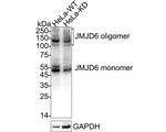 JMJD6 Antibody in Western Blot (WB)