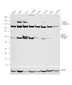JMJD6 Antibody in Western Blot (WB)