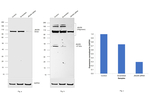 JMJD6 Antibody in Western Blot (WB)