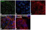 Synaptopodin Antibody in Immunocytochemistry (ICC/IF)