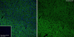 Synaptopodin Antibody in Immunohistochemistry (Frozen) (IHC (F))