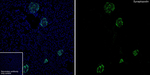 Synaptopodin Antibody in Immunohistochemistry (Frozen) (IHC (F))