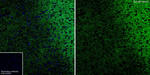 Synaptopodin Antibody in Immunohistochemistry (Frozen) (IHC (F))