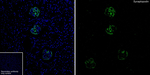 Synaptopodin Antibody in Immunohistochemistry (Frozen) (IHC (F))
