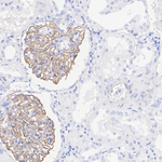 Synaptopodin Antibody in Immunohistochemistry (Paraffin) (IHC (P))