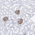 Synaptopodin Antibody in Immunohistochemistry (Paraffin) (IHC (P))