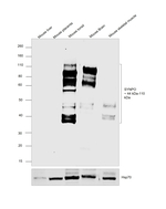 Synaptopodin Antibody