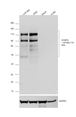 Synaptopodin Antibody