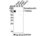 Synaptopodin Antibody in Western Blot (WB)