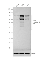 Synaptopodin Antibody in Western Blot (WB)