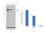Synaptopodin Antibody in Western Blot (WB)