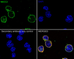 NKCC2 Antibody in Immunocytochemistry (ICC/IF)