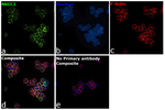 NKCC2 Antibody in Immunocytochemistry (ICC/IF)