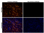 NKCC2 Antibody in Immunohistochemistry (Paraffin) (IHC (P))