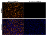 NKCC2 Antibody in Immunohistochemistry (Paraffin) (IHC (P))