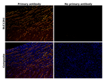 NKCC2 Antibody in Immunohistochemistry (Paraffin) (IHC (P))
