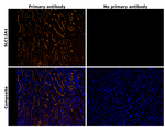 NKCC2 Antibody in Immunohistochemistry (Paraffin) (IHC (P))