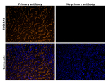 NKCC2 Antibody in Immunohistochemistry (Paraffin) (IHC (P))