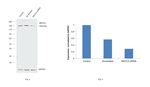 NKCC2 Antibody in Western Blot (WB)
