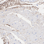 Decorin Antibody in Immunohistochemistry (Paraffin) (IHC (P))