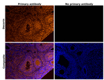 Decorin Antibody in Immunohistochemistry (Paraffin) (IHC (P))