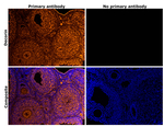 Decorin Antibody in Immunohistochemistry (Paraffin) (IHC (P))
