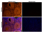 Decorin Antibody in Immunohistochemistry (Paraffin) (IHC (P))