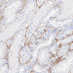 Decorin Antibody in Immunohistochemistry (Paraffin) (IHC (P))