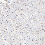 Decorin Antibody in Immunohistochemistry (Paraffin) (IHC (P))