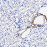 Decorin Antibody in Immunohistochemistry (Paraffin) (IHC (P))