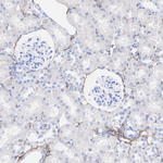 Decorin Antibody in Immunohistochemistry (Paraffin) (IHC (P))