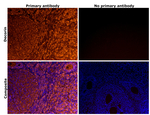 Decorin Antibody in Immunohistochemistry (Paraffin) (IHC (P))