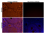 Decorin Antibody in Immunohistochemistry (Paraffin) (IHC (P))