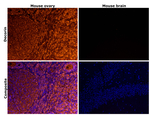 Decorin Antibody