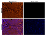 Decorin Antibody