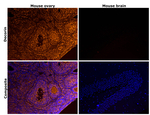 Decorin Antibody