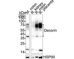 Decorin Antibody in Western Blot (WB)