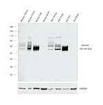 Decorin Antibody in Western Blot (WB)
