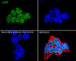 p300 Antibody in Immunocytochemistry (ICC/IF)