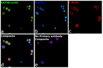 p300 Antibody in Immunocytochemistry (ICC/IF)