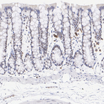 p300 Antibody in Immunohistochemistry (Paraffin) (IHC (P))
