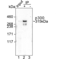 p300 Antibody in Immunoprecipitation (IP)