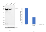 p300 Antibody