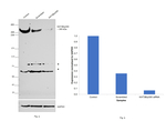 p300 Antibody
