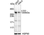 p300 Antibody in Western Blot (WB)