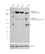 p300 Antibody in Western Blot (WB)