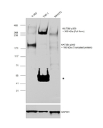 p300 Antibody in Western Blot (WB)