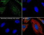 PSMB5 Antibody in Immunocytochemistry (ICC/IF)